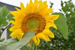 消器庫横の向日葵🌻