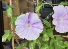 公民館の朝顔コレクション☀