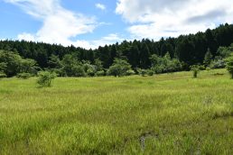 避暑地へご一緒に　黒の田湿地