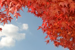 まっかな秋みーつけた！