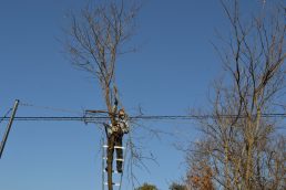 小里城跡駐車場　伐採
