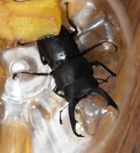 冬にクワガタ？？