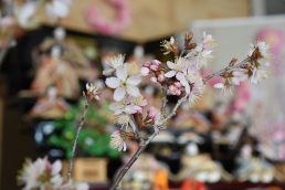 春はお花がきれいですね！