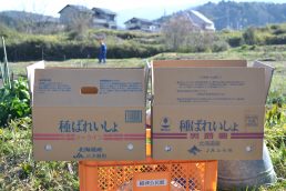 じゃがいもの種植え