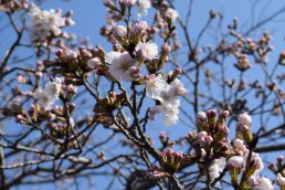 さくら前線　今年はちょっと早いかな？