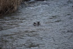 春は鳥にとっても恋の季節？