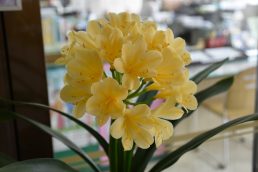 黄色い花がお出迎え