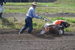 いいなっつ農園　さつまいも苗植え準備