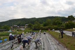 さつまいも苗植え