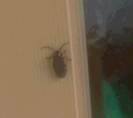 ほたるび日記　５灯