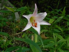 屏風山の麓に『ささゆり』が咲きました。