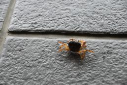 雨の日に小さなお客様