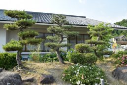 松の剪定ありがとうございました！