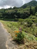 曼殊沙華を待ち焦がれ