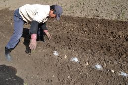 じゃがいもの種植え