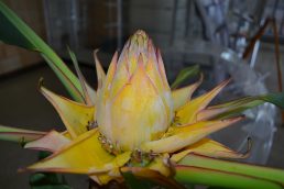 中国の花　見に来て！