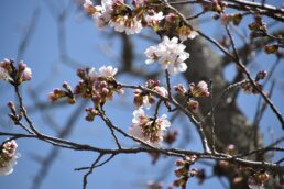 稲津も桜が咲きました！