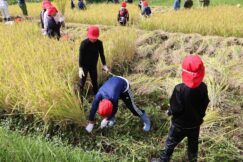 豊作！小学校田んぼの授業