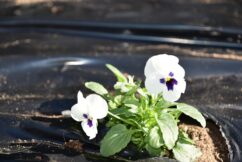 秋の花いっぱい運動