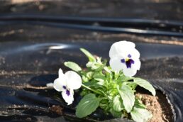 秋の花いっぱい運動