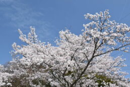 令和８年を迎えて