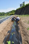 かぼちゃの苗植え