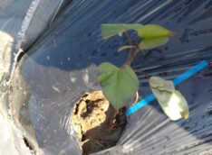 サツマイモの苗植え　活着！