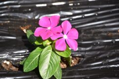 🌺春の花いっぱい🌹