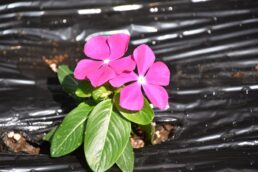 🌺春の花いっぱい🌹