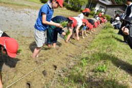 稲津小学校５年生田植え