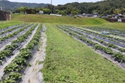 いいなっつ農園　草刈り