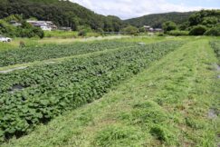いいなっつ農園　生育記録